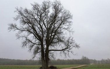 Topola biała (Populus alba) w miejscowości G&oacute;ry 1