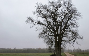 Topola biała (Populus alba) w miejscowości G&oacute;ry 2