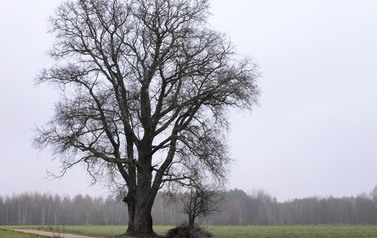 Topola biała (Populus alba) w miejscowości G&oacute;ry 3