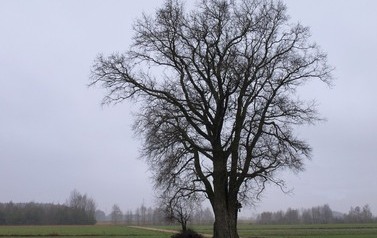 Topola biała (Populus alba) w miejscowości G&oacute;ry 4