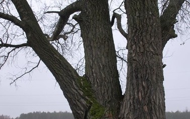 Topola biała (Populus alba) w miejscowości G&oacute;ry 5