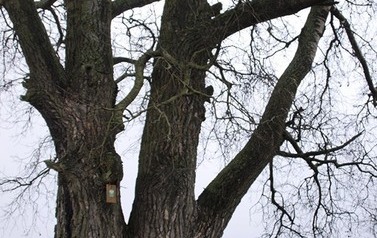 Topola biała (Populus alba) w miejscowości G&oacute;ry 6