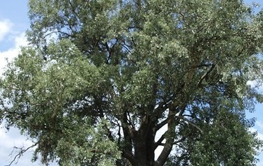 Topola biała (Populus alba) w miejscowości G&oacute;ry 7