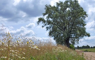 Topola biała (Populus alba) w miejscowości G&oacute;ry 8