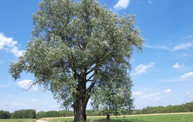 Topola biała (Populus alba) w miejscowości G&oacute;ry 9