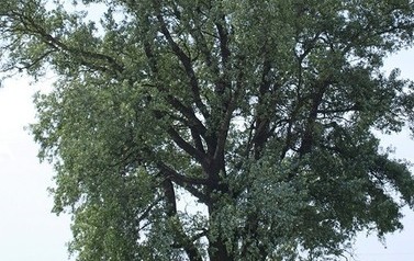 Topola biała (Populus alba) w miejscowości G&oacute;ry 10