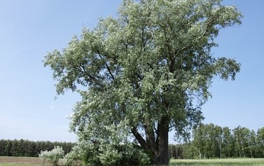 Topola biała (Populus alba) w miejscowości G&oacute;ry 11