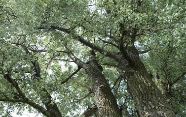 Topola biała (Populus alba) w miejscowości G&oacute;ry 12