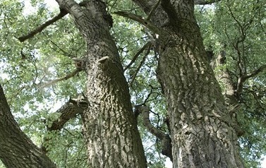 Topola biała (Populus alba) w miejscowości G&oacute;ry 13