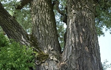 Topola biała (Populus alba) w miejscowości G&oacute;ry 14