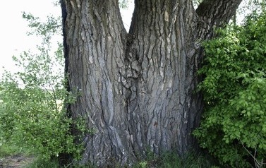 Topola biała (Populus alba) w miejscowości G&oacute;ry 15