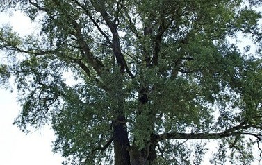 Topola biała (Populus alba) w miejscowości G&oacute;ry 16