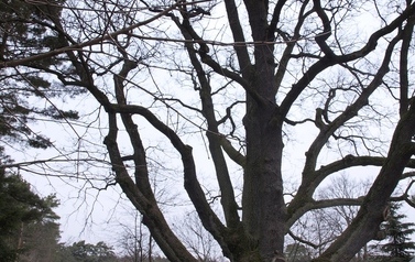 DAB_DZBADZEK03