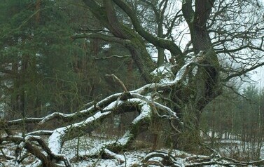 Dąb Szypułkowy (Quercus robur) &ndash; potęga i piękno 1