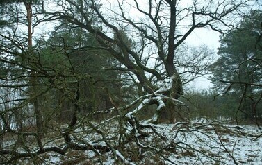 Dąb Szypułkowy (Quercus robur) &ndash; potęga i piękno 2