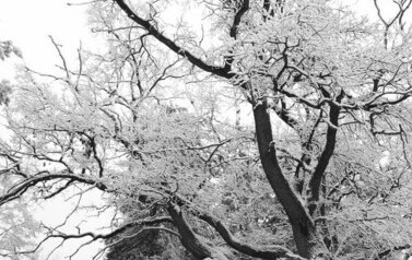 Dąb Szypułkowy (Quercus robur) &ndash; potęga i piękno 3