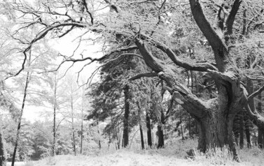 Dąb Szypułkowy (Quercus robur) &ndash; potęga i piękno 4