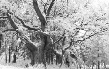 Dąb Szypułkowy (Quercus robur) &ndash; potęga i piękno 5