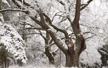 Dąb Szypułkowy (Quercus robur) &ndash; potęga i piękno 7