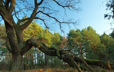 Dąb Szypułkowy (Quercus robur) &ndash; potęga i piękno 8