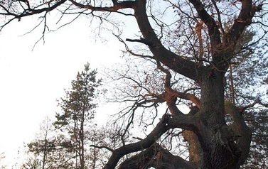 Dąb Szypułkowy (Quercus robur) &ndash; potęga i piękno 9