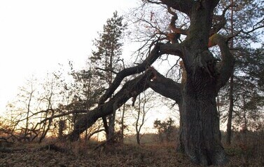 Dąb Szypułkowy (Quercus robur) &ndash; potęga i piękno 10