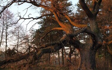 Dąb Szypułkowy (Quercus robur) &ndash; potęga i piękno 11