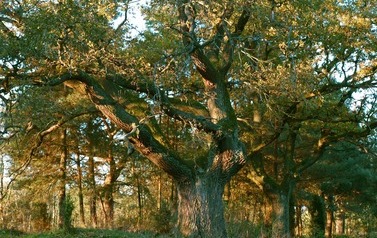 Dąb Szypułkowy (Quercus robur) &ndash; potęga i piękno 12