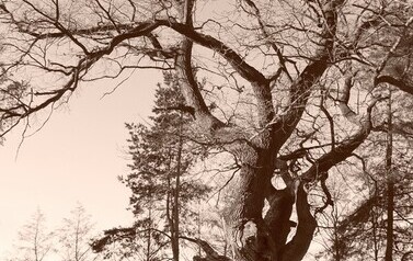 Dąb Szypułkowy (Quercus robur) &ndash; potęga i piękno 13