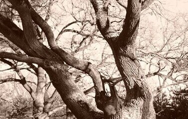 Dąb Szypułkowy (Quercus robur) &ndash; potęga i piękno 14