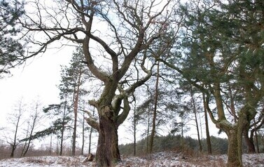 Dąb Szypułkowy (Quercus robur) &ndash; potęga i piękno 15