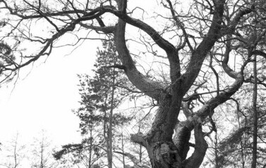 Dąb Szypułkowy (Quercus robur) &ndash; potęga i piękno 16