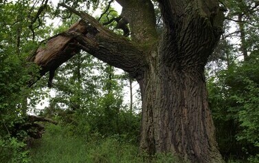 Dąb Szypułkowy (Quercus robur) &ndash; potęga i piękno 17