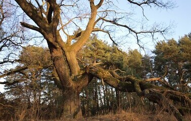 Dąb Szypułkowy (Quercus robur) &ndash; potęga i piękno 18