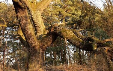 Dąb Szypułkowy (Quercus robur) &ndash; potęga i piękno 19