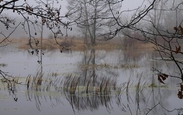 Dzbądzek, Narew i mgła&hellip; 6
