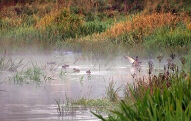 Dzbądzek, Narew i mgła&hellip; 7
