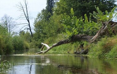 ORZ &ndash; rzeka kaskadą płynących obraz&oacute;w 19
