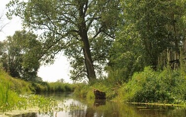 ORZ &ndash; rzeka kaskadą płynących obraz&oacute;w 20