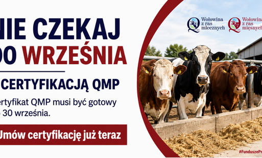 Grafika przedstawia kilka krów stojących na ogrodzonym wybiegu gospodarstwa, z budynkiem obory w tle. Po lewej stronie widnieje tekst zachęcający producentów wołowiny do wcześniejszego uzyskania certyfikacji QMP, z informacją o terminie oraz wezwaniem do 
