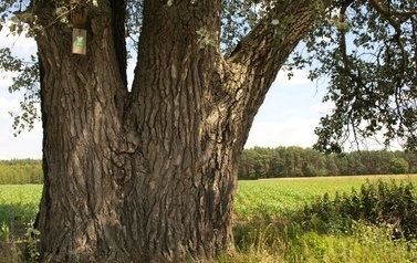 Topola biała (Populus alba) w miejscowości G&oacute;ry 17