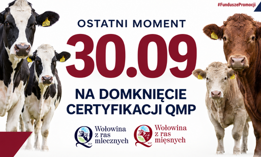 Grafika promująca certyfikację QMP z trzema krowami i napisem OSTATNI MOMENT 30.09 NA DOMKNIĘCIE CERTYFIKACJI QMP oraz oznaczeniami FunduszePromocji.